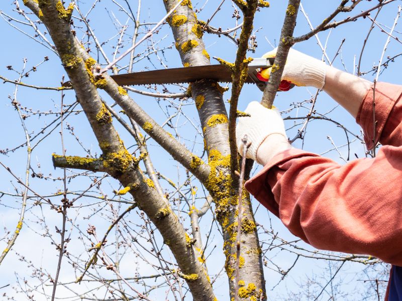 Tree Limb Removal