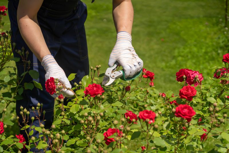 Azalea Pruning in Ventura County, CA
