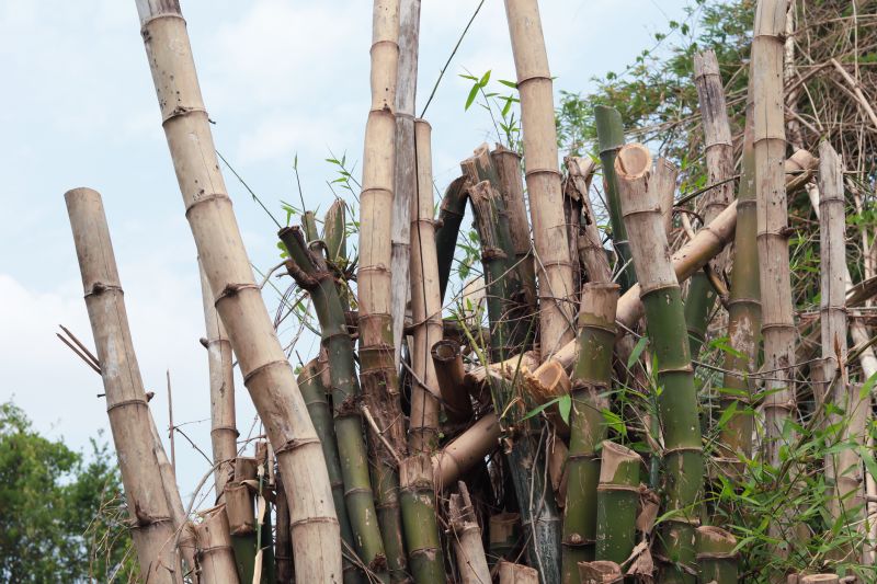 Bamboo Trimming in Aiken, SC