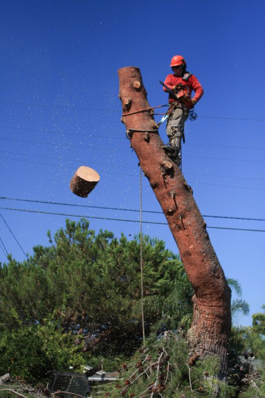 Tree Limb Removal