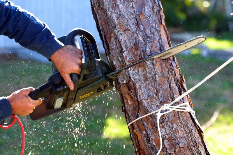 Dogwood Tree Removal in Allentown, PA