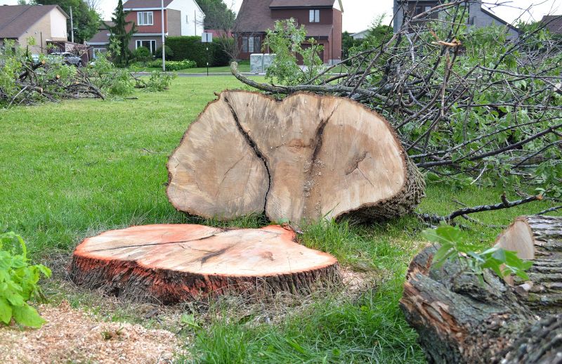 Dogwood Tree Removal in Pottstown, PA