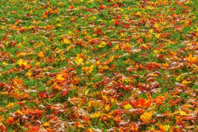 Seasonal Leaf Clearing