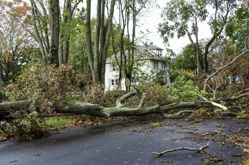 Fallen Tree on Roadside