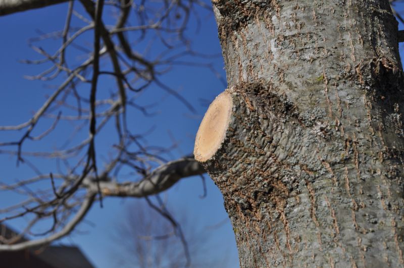 Hickory Tree Trimming in Doylestown, PA