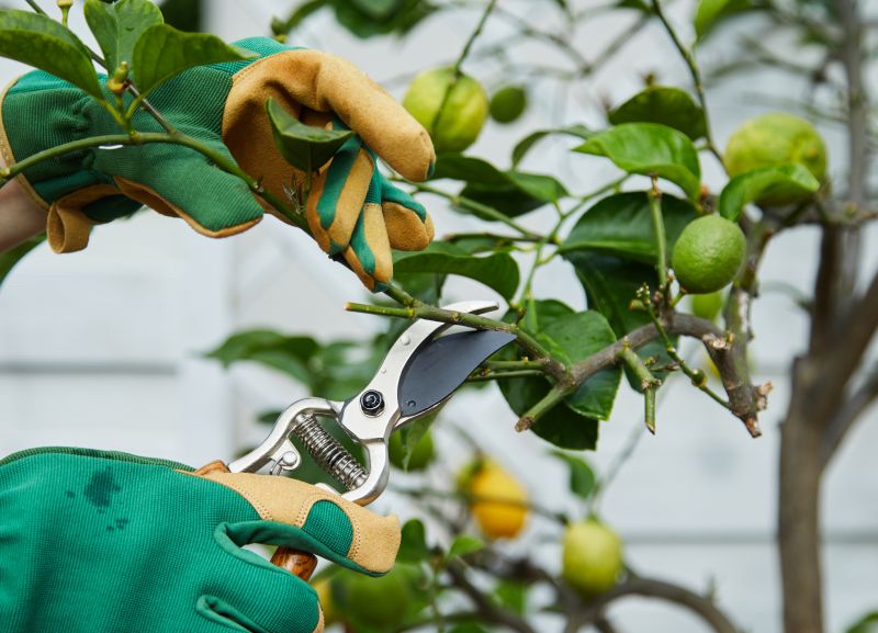 Pear Tree Pruning in Allentown, PA