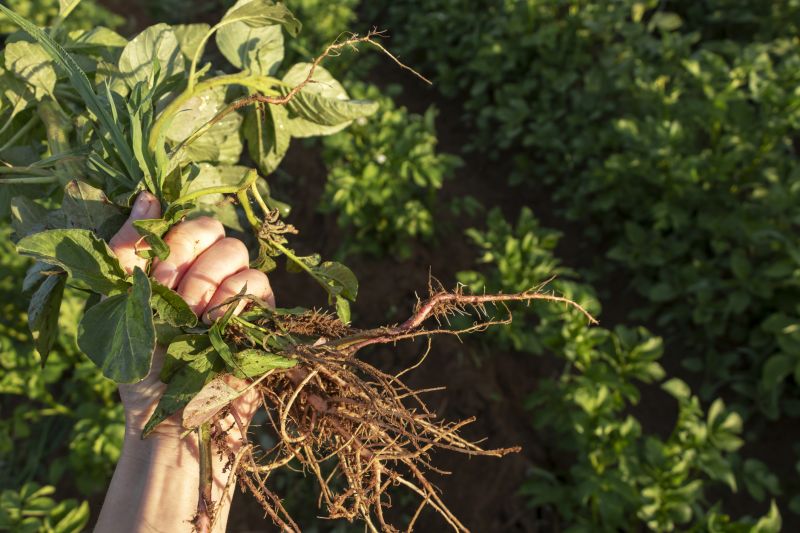 Rock Bed Weeding in Aiken, SC