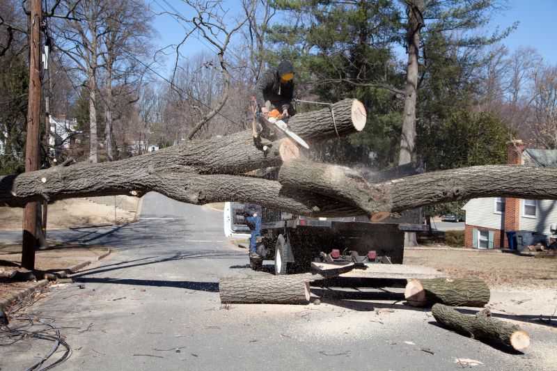 Tree Limb Removal