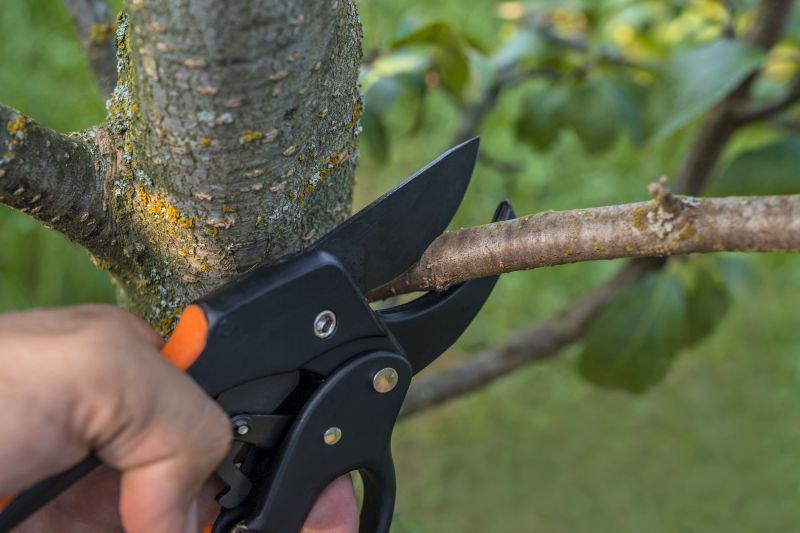 Tree Limb Removal