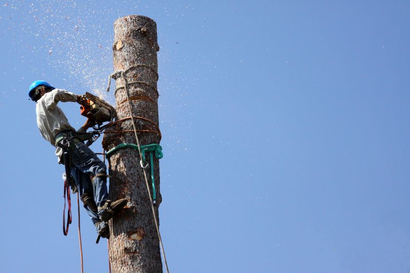 Risk Management in Tree Care