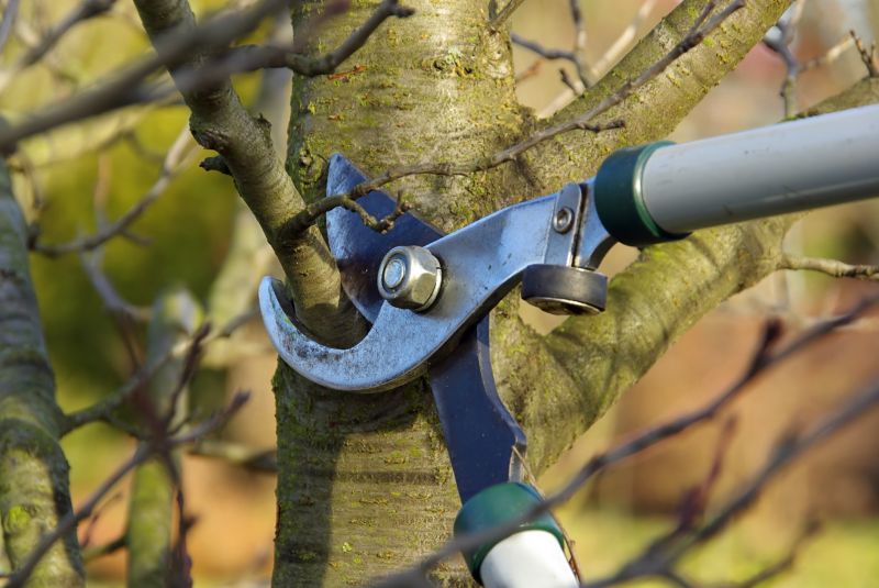 Spring Pruning Benefits