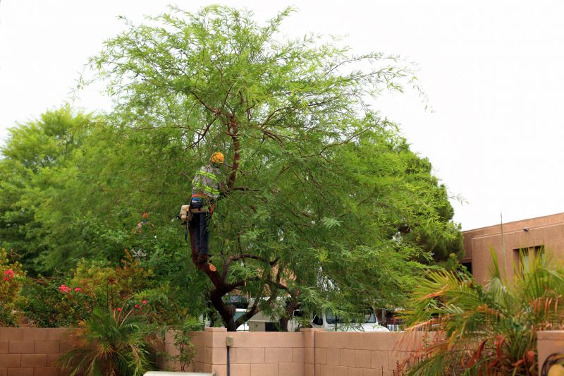 Tree Service in Bucks County, PA