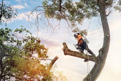 Year-Round Tree Care